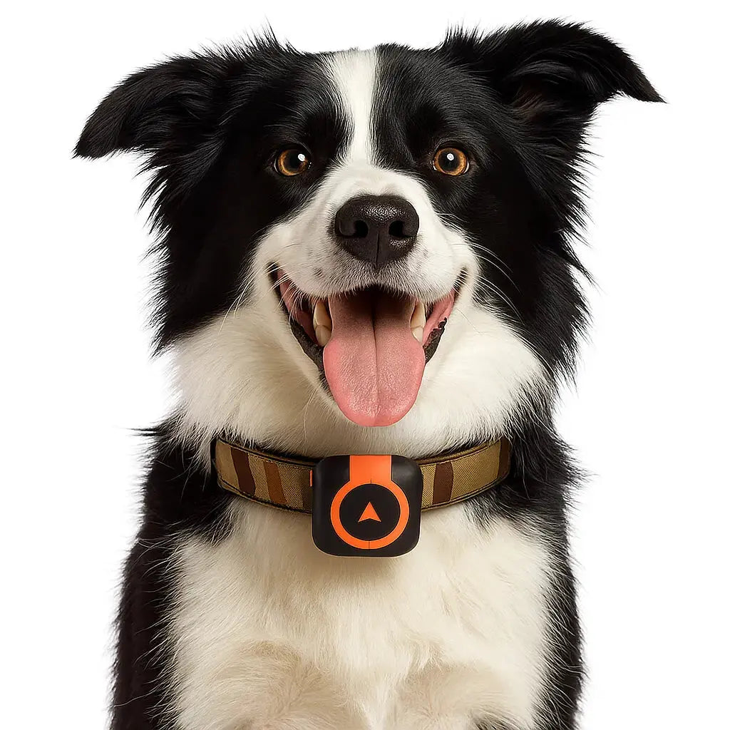 Petmaxbox Mini 4G GPS Tracker Petmaxbox